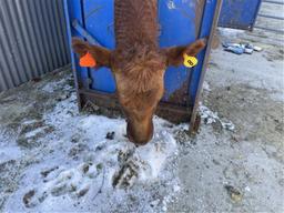 Red Crossbred Cow