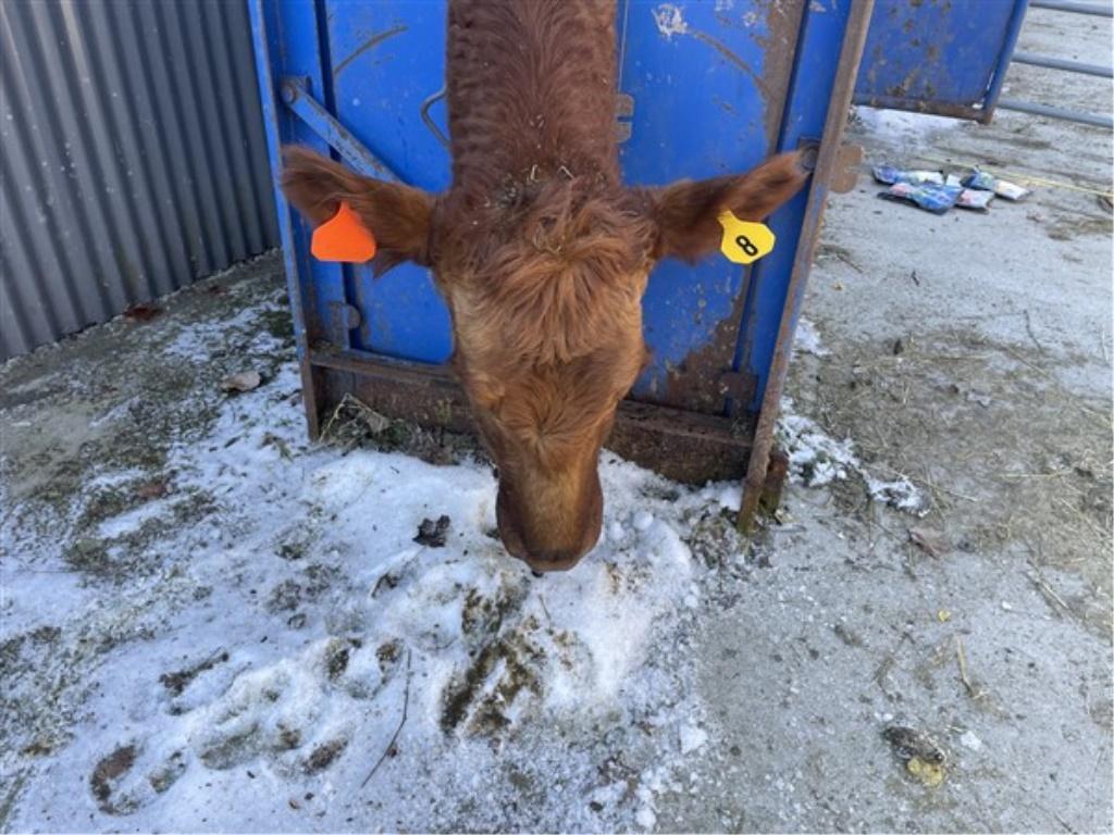 Red Crossbred Cow