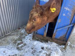 Red Crossbred Cow