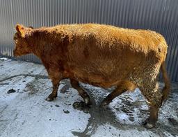 Red Crossbred Cow w/ Calf