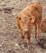 Red Crossbred Cow w/ Calf