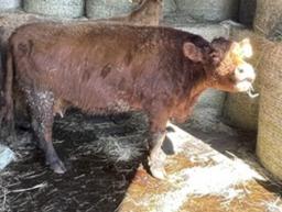 Red Crossbred Cow w/ Calf
