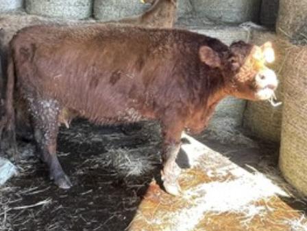 Red Crossbred Cow w/ Calf