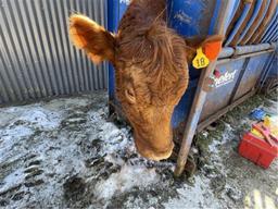 Red Crossbred Cow w/ Calf