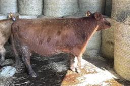 Red Crossbred Cow w/ Calf