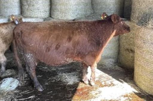 Red Crossbred Cow w/ Calf