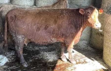 Red Crossbred Cow w/ Calf