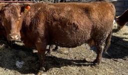 Red Crossbred Cow