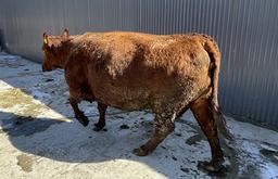 Red Crossbred Cow