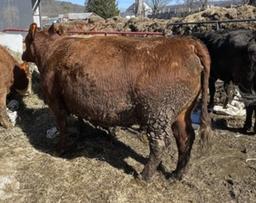 Red Crossbred Cow