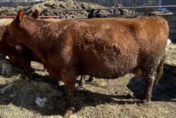 Red Crossbred Cow