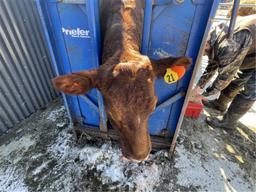 Red Crossbred Cow