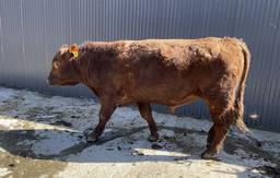 Red Herd Bull