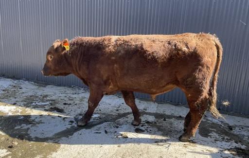 Red Herd Bull