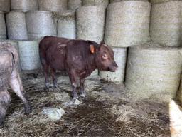 Red Herd Bull