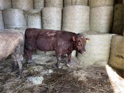 Red Herd Bull