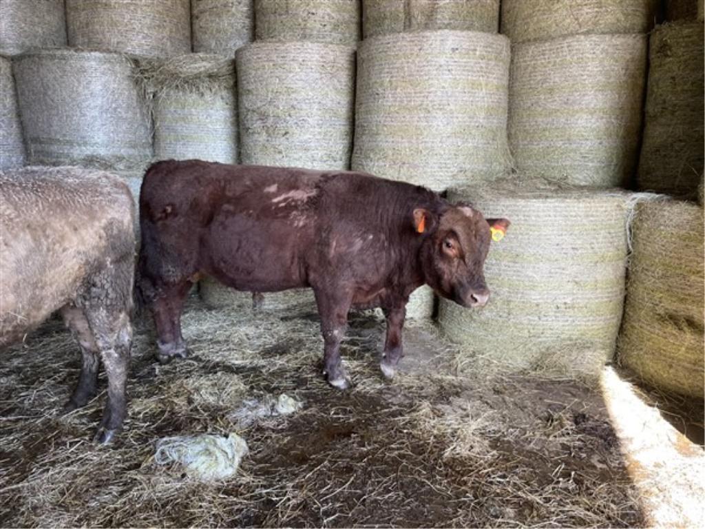 Red Herd Bull