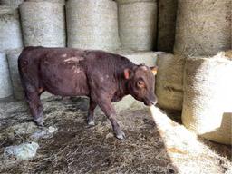 Red Herd Bull