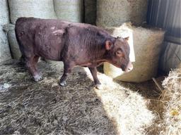 Red Herd Bull