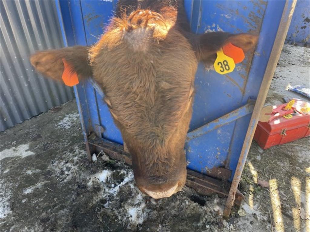 Red Herd Bull