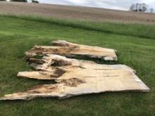 (2) Boxelder Live Edge Slabs