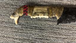 OBSIDIAN & COYOTE JAW BONE KNIFE