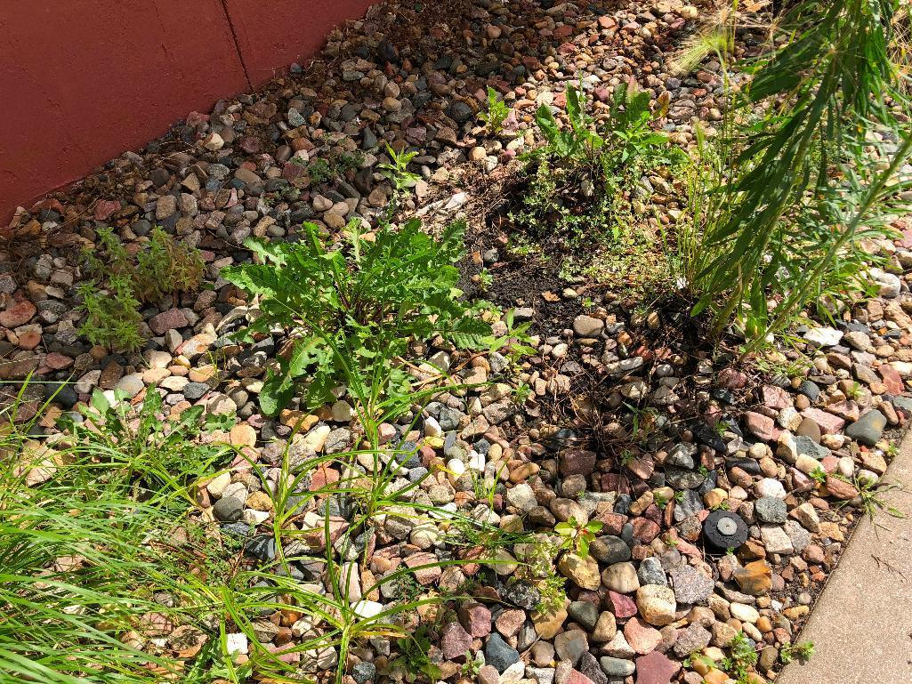 Landscaping Rocks throughout the lot