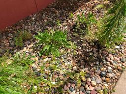 Landscaping Rocks throughout the lot