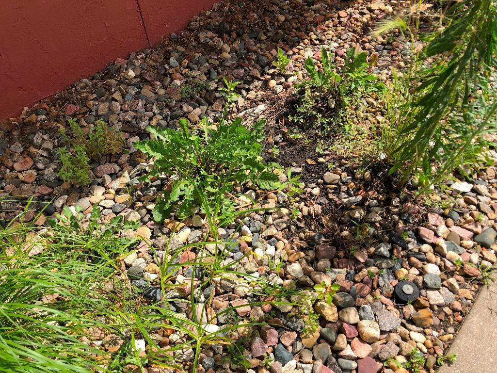 Landscaping Rocks throughout the lot