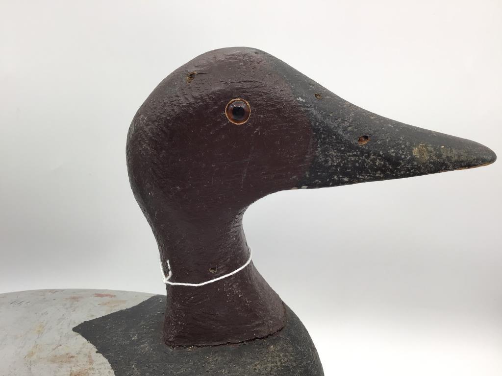 Wisconsin Canvasback