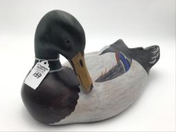 Charlie Moore Preening Mallard (18)