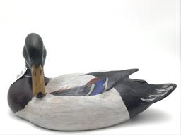 Charlie Moore Preening Mallard (18)