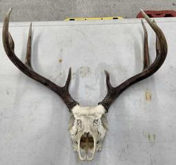 White Tailed Deer Skull