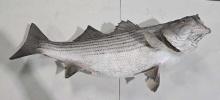 Striper Taxidermy Mount