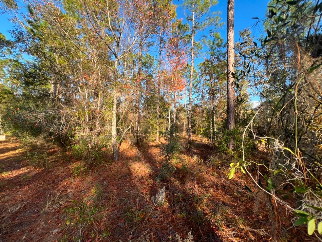4.37 acre lot with Old Mobile Home - Archer, FL