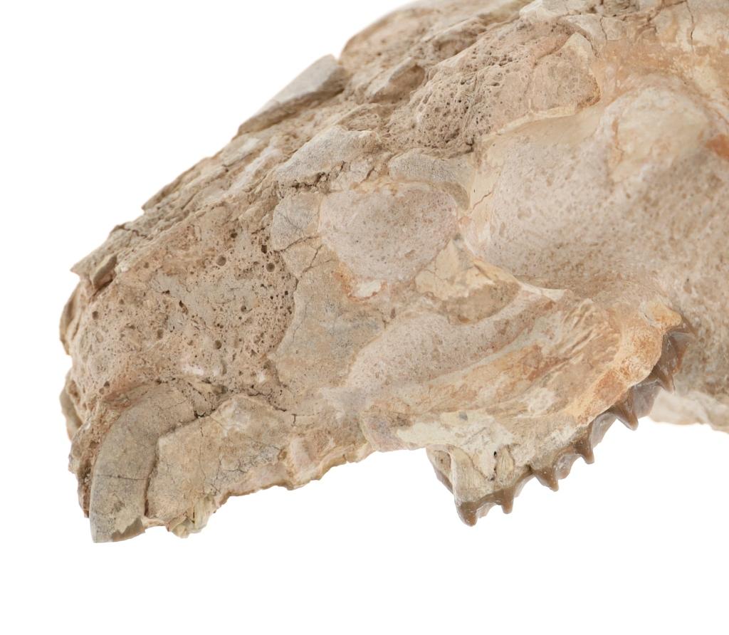 Oreodont Skull White River Badlands, South Dakota