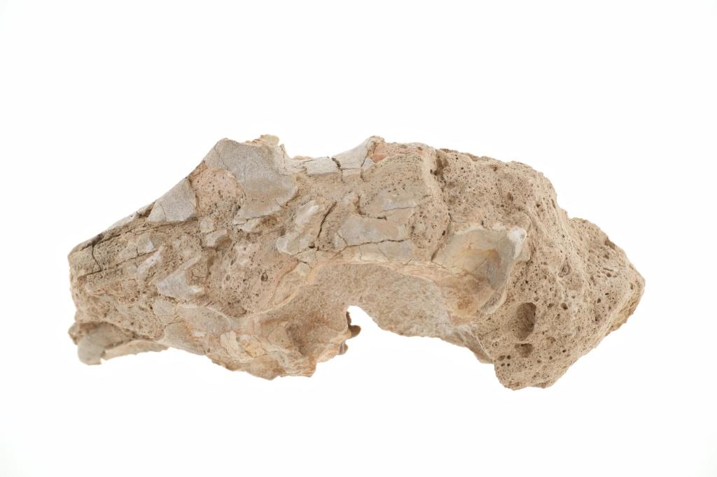 Oreodont Skull White River Badlands, South Dakota