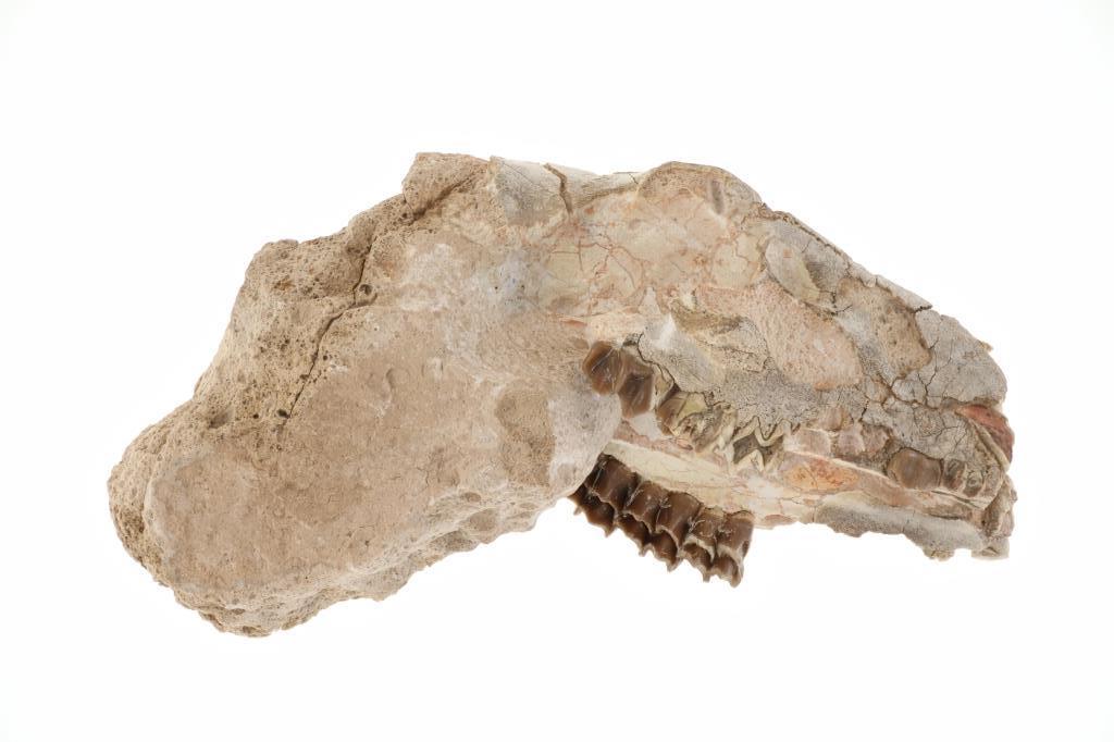 Oreodont Skull White River Badlands, South Dakota