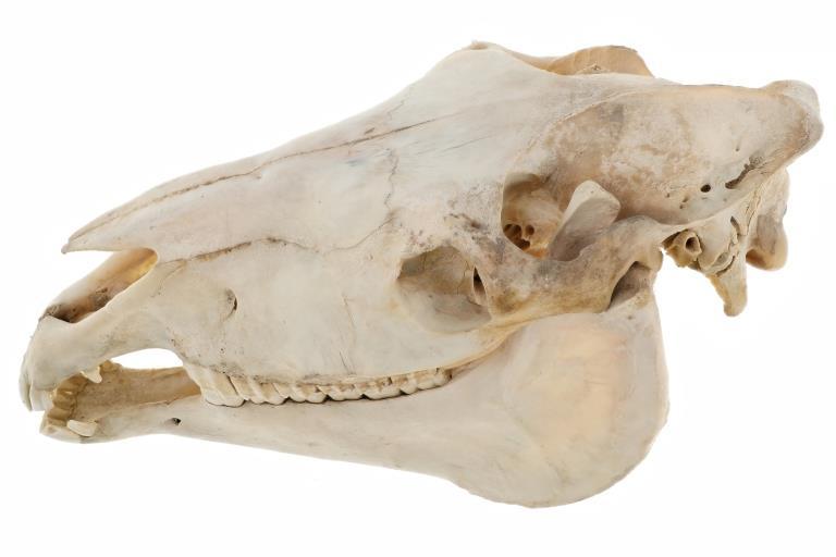 Large Domestic Horse Skull Taxidermy