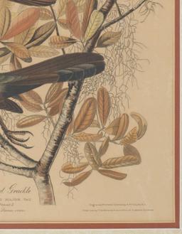 J.J. Audubon "Boat-Tailed Grackle" Colored Litho