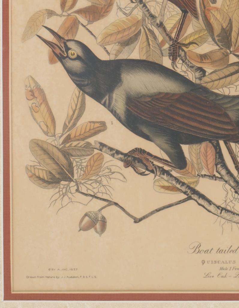 J.J. Audubon "Boat-Tailed Grackle" Colored Litho