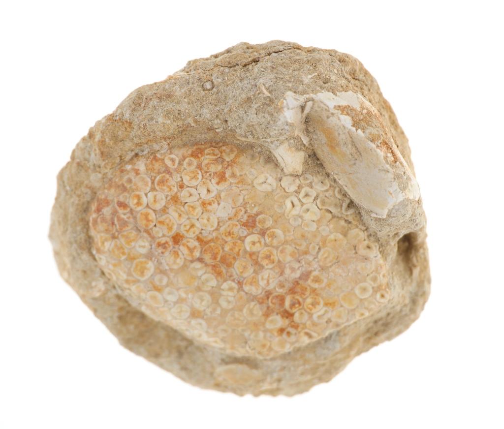 Sedimentary Sea Anemone Preserved Fossil