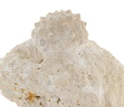 RARE Sedimentary Hemicidaris Intermedia Fossil