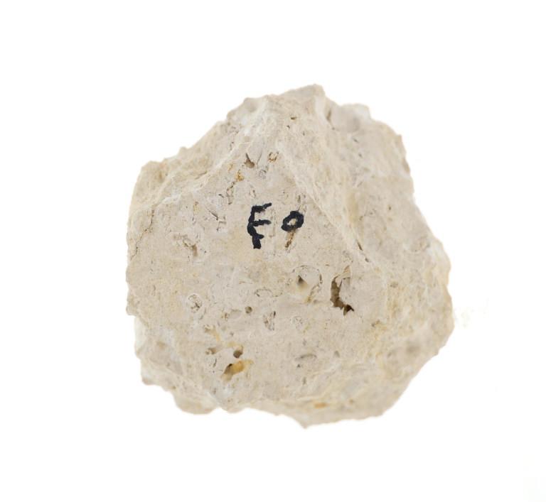 RARE Sedimentary Hemicidaris Intermedia Fossil