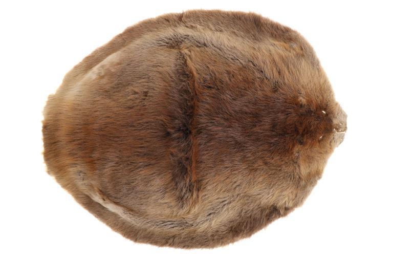 Large Beautiful Tanned Beaver Hide