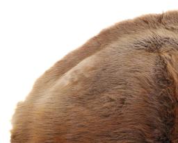 Large Beautiful Tanned Beaver Hide