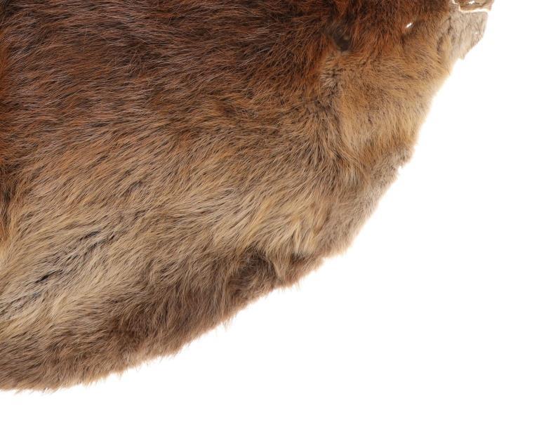 Large Beautiful Tanned Beaver Hide