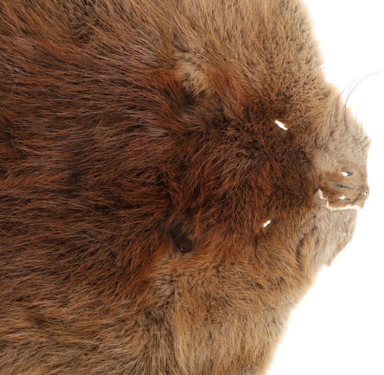 Large Beautiful Tanned Beaver Hide