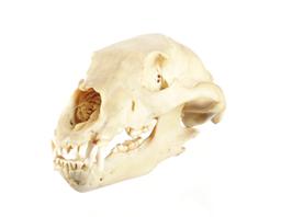 Montana Black Bear Taxidermy Skull