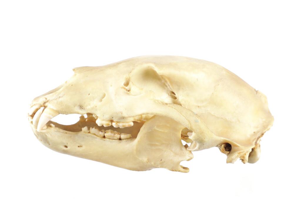 Montana Black Bear Taxidermy Skull